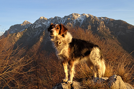 Alla CROCE del MONTE CASTELLO (1425 m) il 20 novembre 2017 - FOTOGALLERY